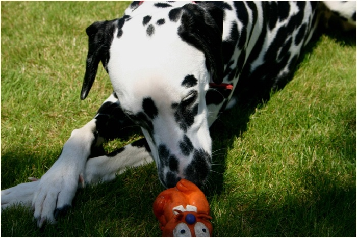<b>der Nachbar sagt auch, alle Hunde graben gern...<b>